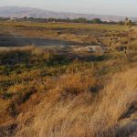 Federally protected wetlands in Newark where James Lucero dumped dirt and construction debris. Photo by Citizens Committee to Complete the Refuge via federal court filings.