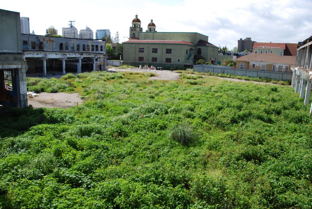 The demolished remains of 1919 Market St. have been left overgrown. Photo by Scott Morris.